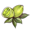 Bergamot