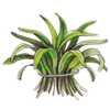 Lemongrass